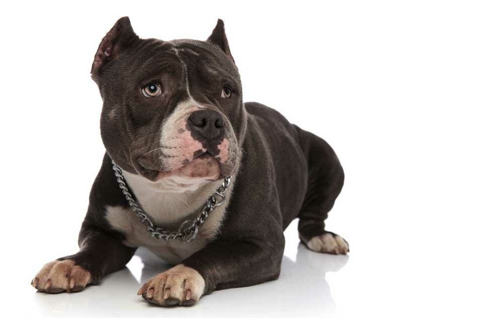 american bully white background