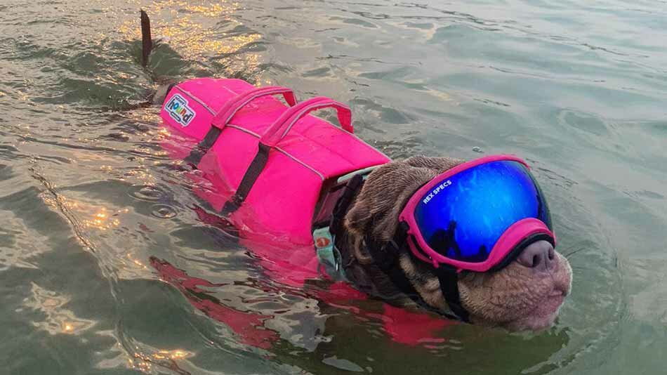 american bully goes for swim wearing life jacket and googles