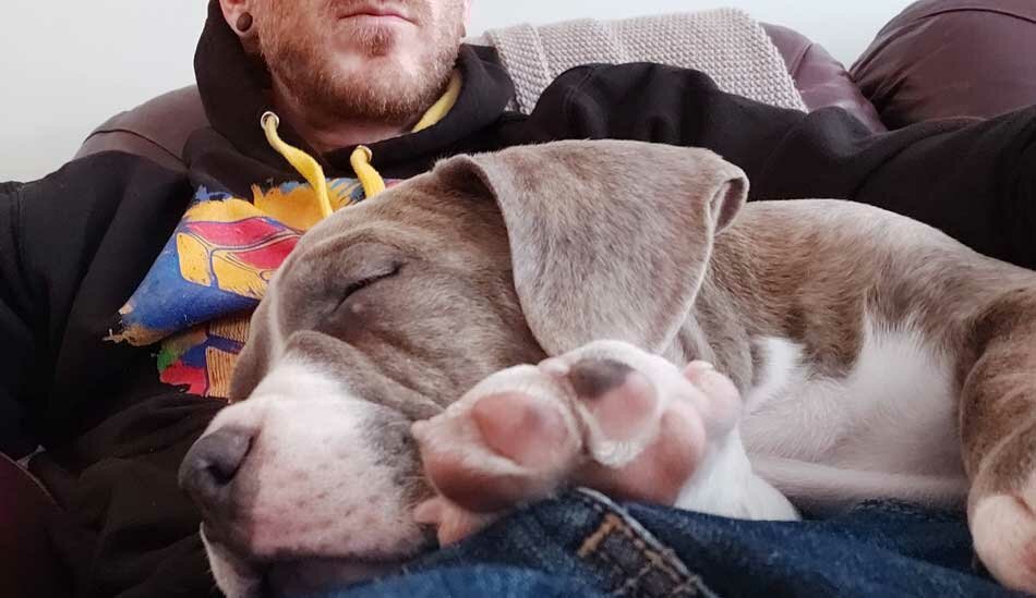 American Bully Chester cuddle on my lap