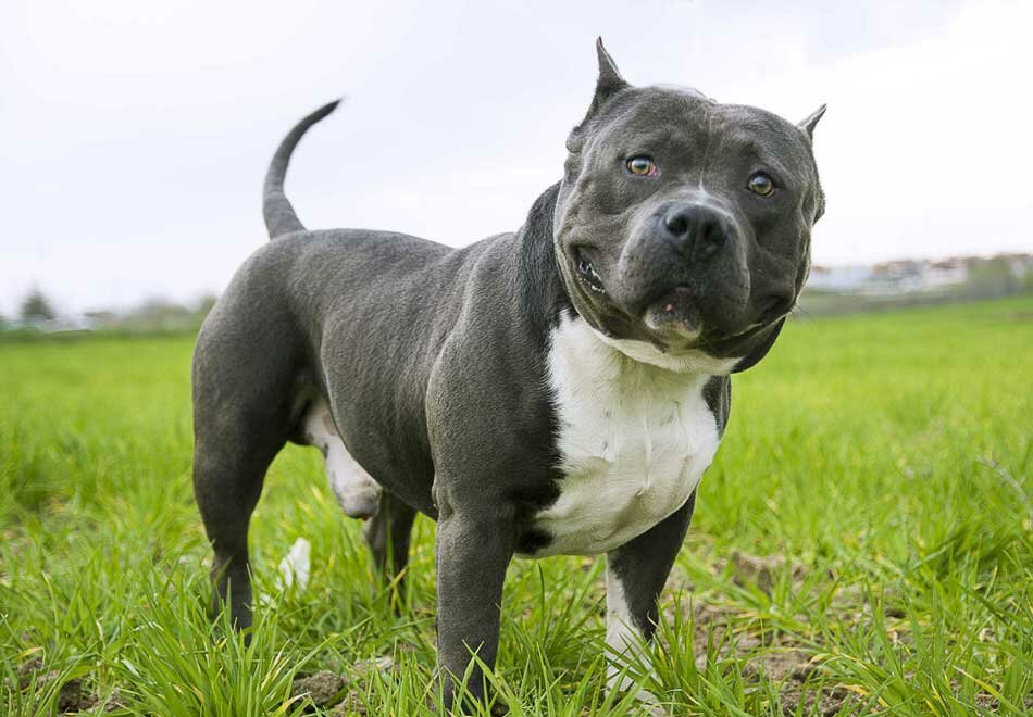 american bully funny face