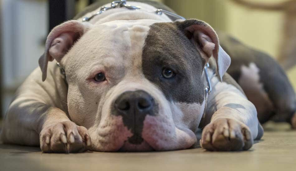 american bully laying down
