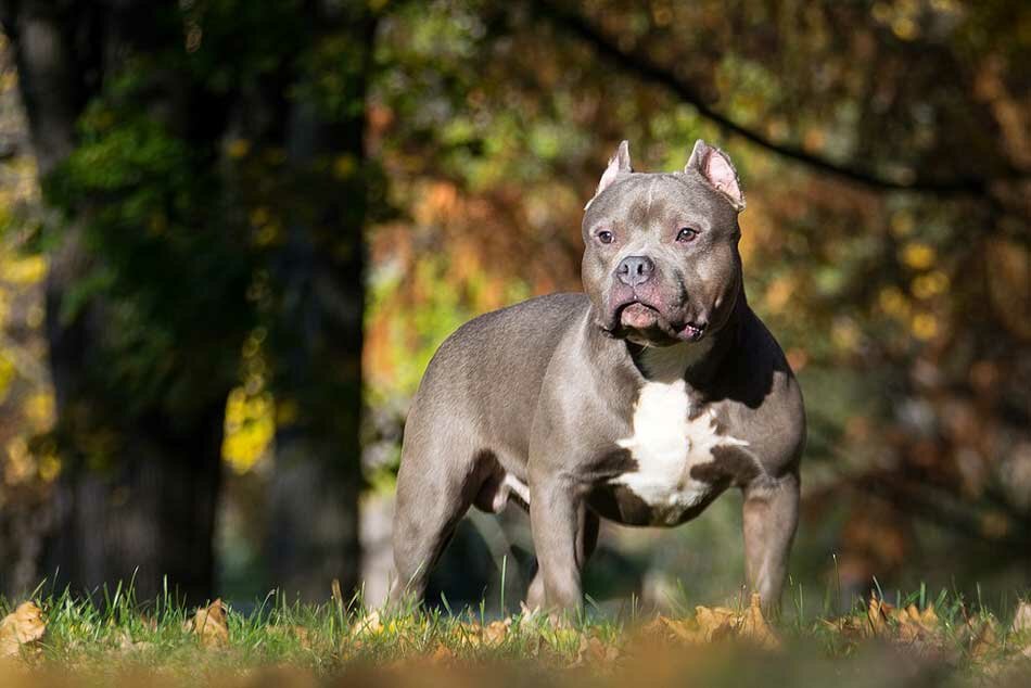 pocket american bully aggressive standing