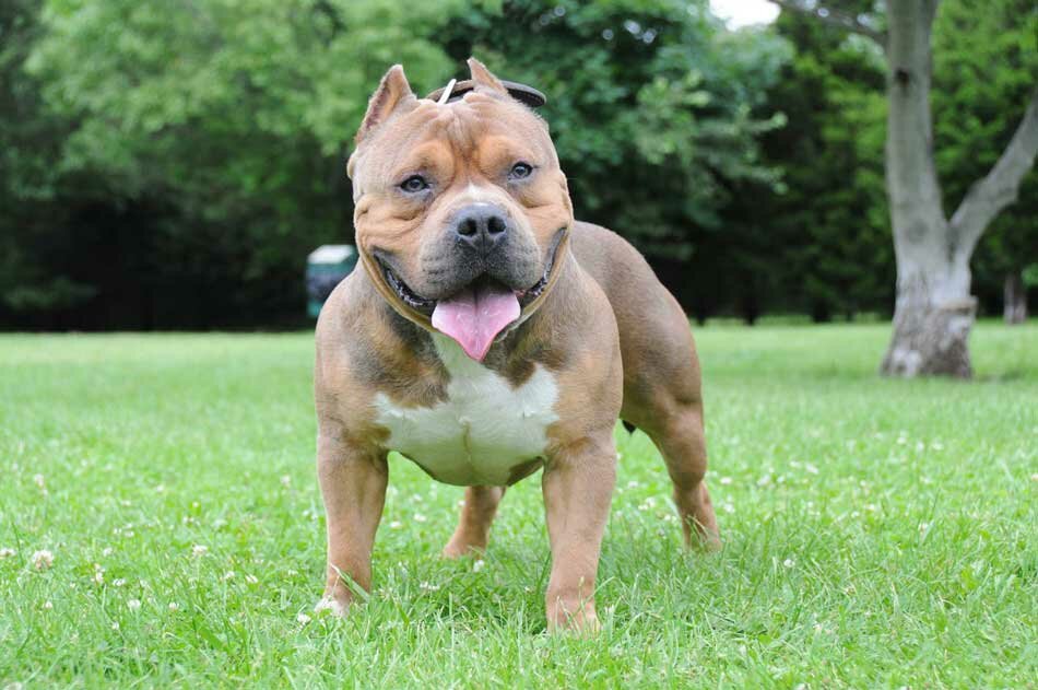 american bully not aggressive mouth open
