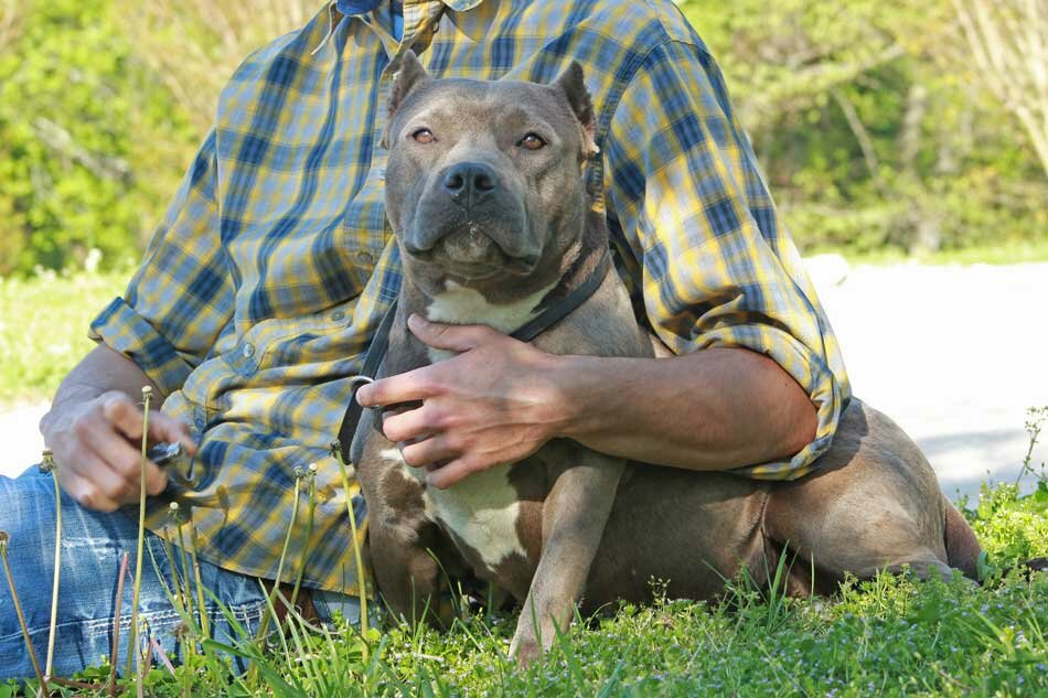 american bully sitting with owner