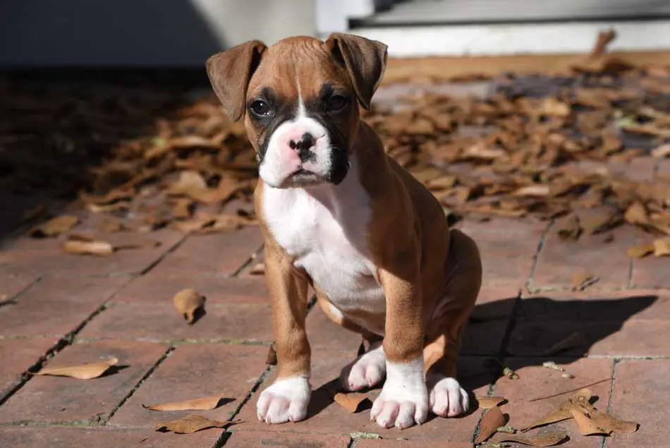 house train boxer puppy outside