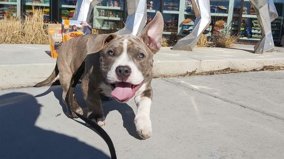 pocket american bully chester smiling