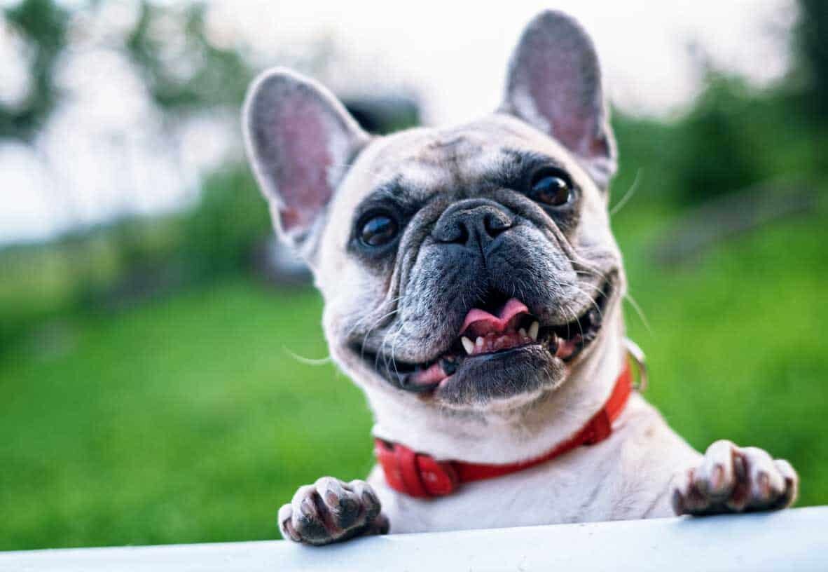 french bulldog frenchie smile