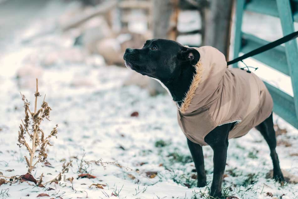 cold staffordshire bull terrier live outside with winter coat