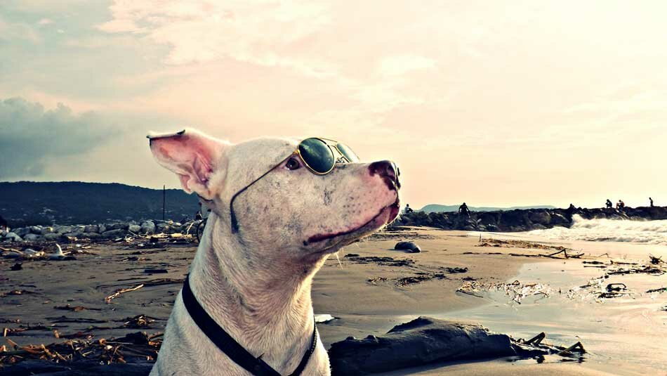 pit bull on beach with sun glasses