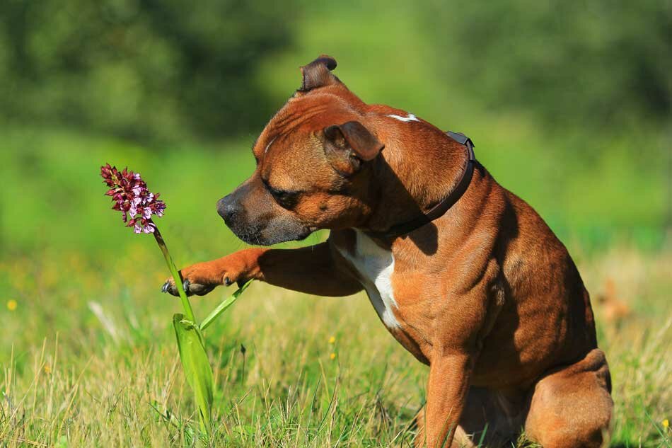 pit bull touch flower