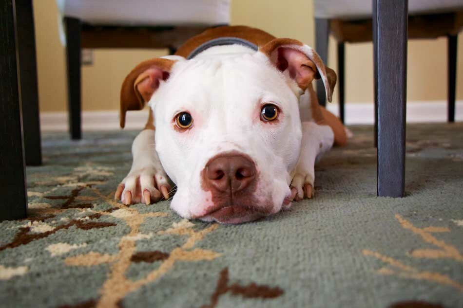 pit bull under table