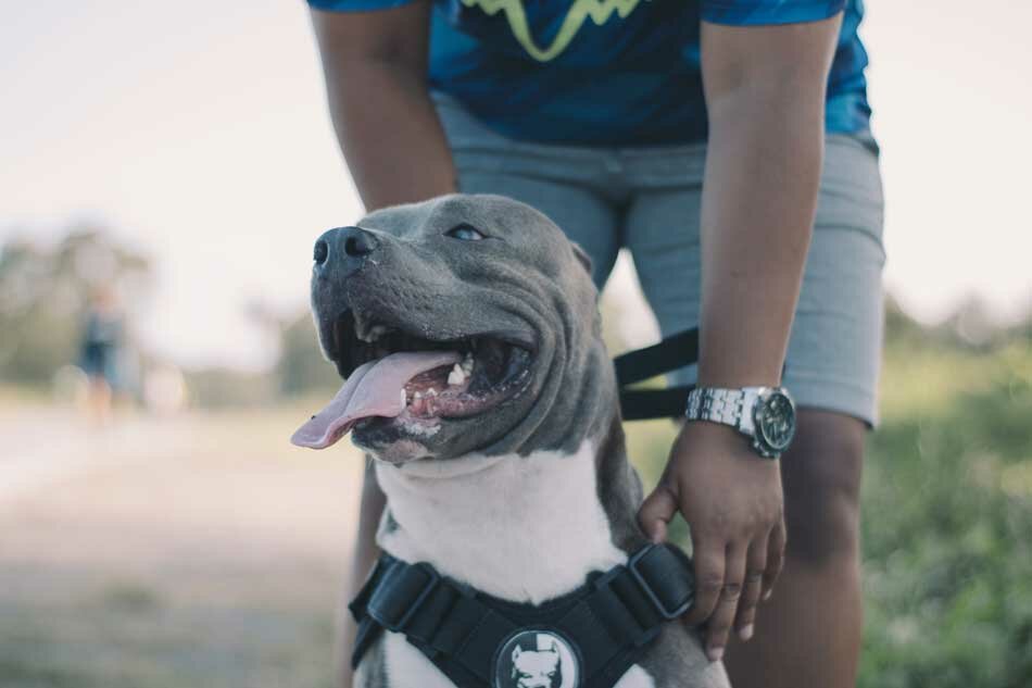 pit bull amstaff in harness smiling