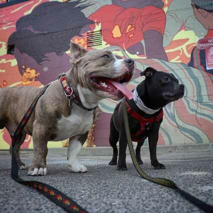 ruby and chester in front of mural