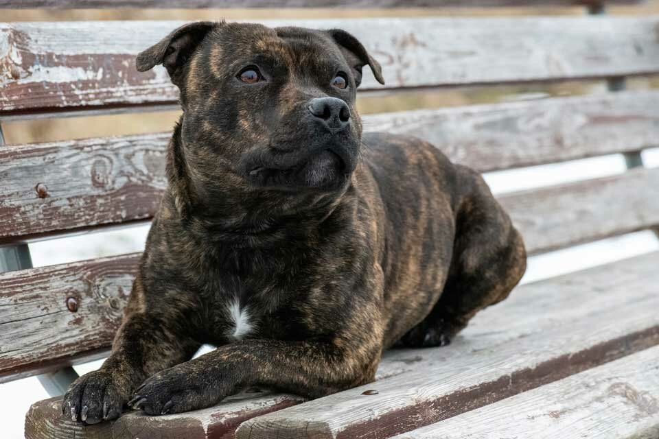 staffy on a bench