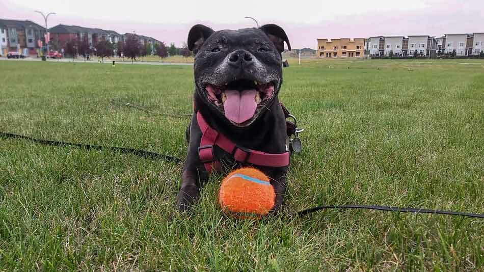 staffy with ball smiling Ruby