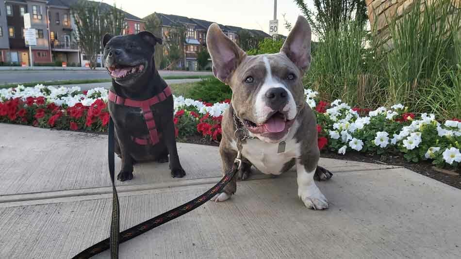 staffy and american bully puppy friends Ruby and Chester
