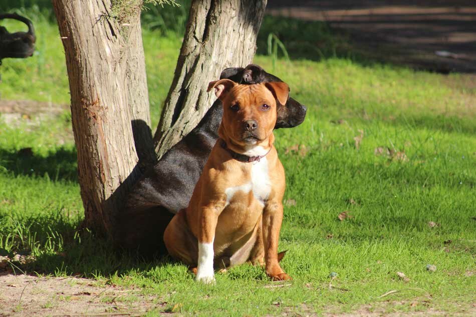 staffy at park with other dog