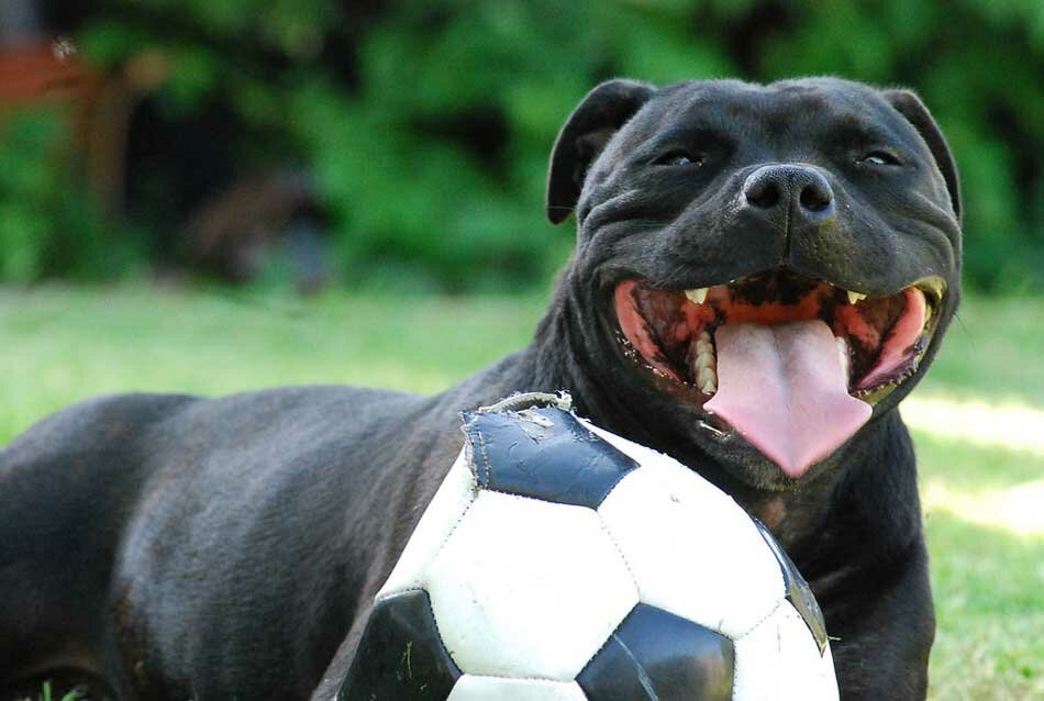 staffy exercise with ball