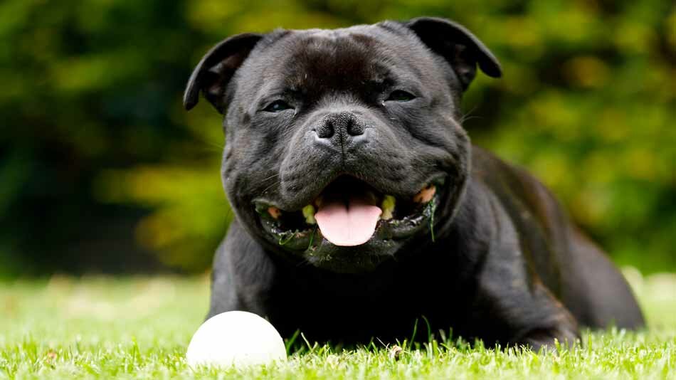 staffy in grass with ball