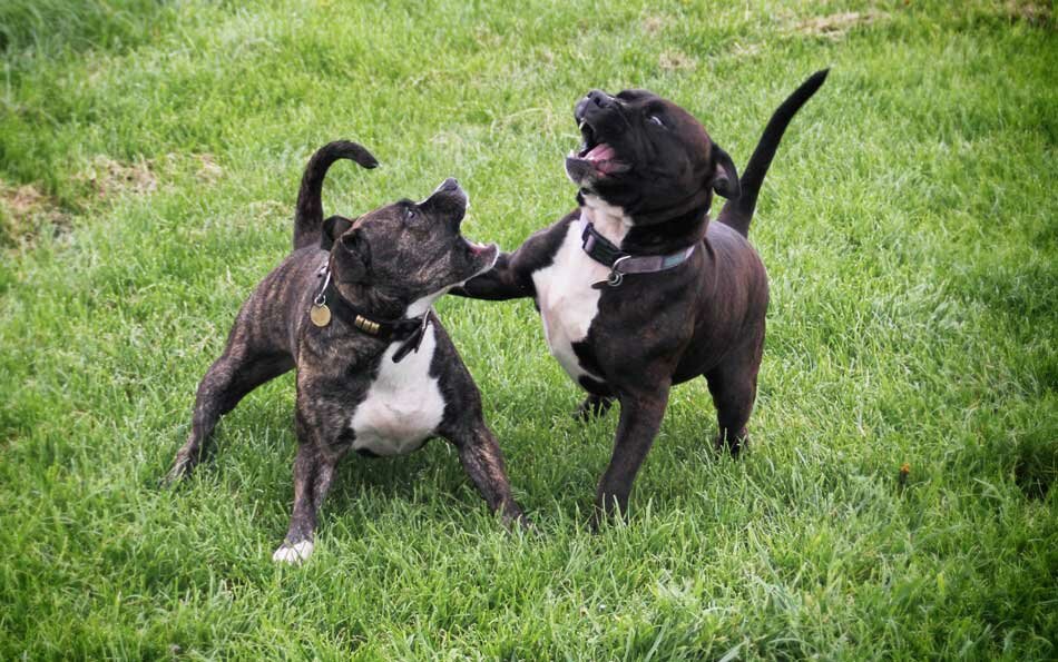 staffies exercise together playing