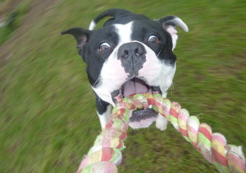 staffy exercising with rope