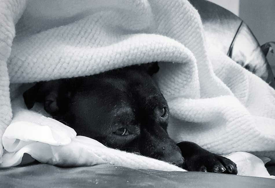 anxious staffy under blankets