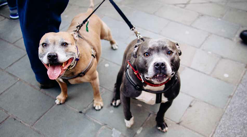 two staffy dogs on leash