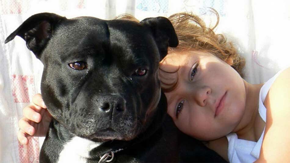 staffy with a kid