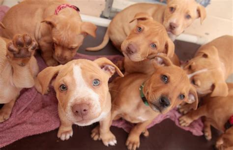 pitbull dogs for adoption AI generated image