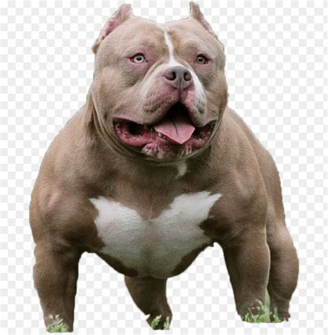 height of pitbull AI generated image